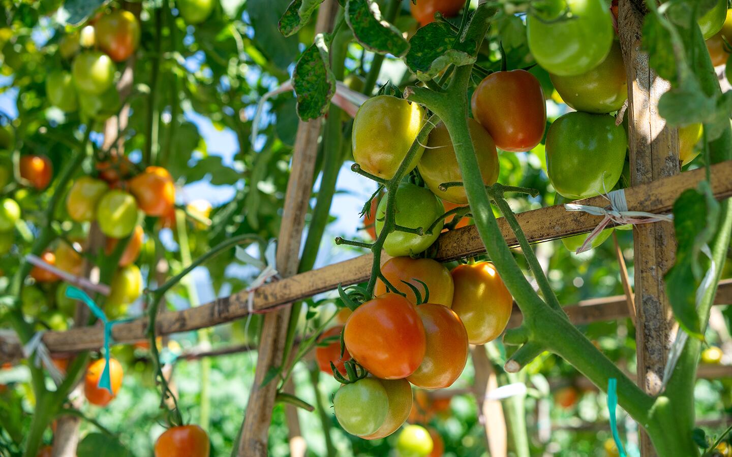 How to Grow Tomatoes
