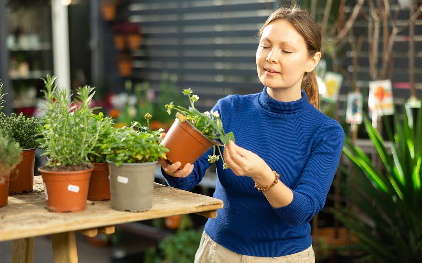 Customer selecting a strawberry plant Customer selecting a strawberry plant