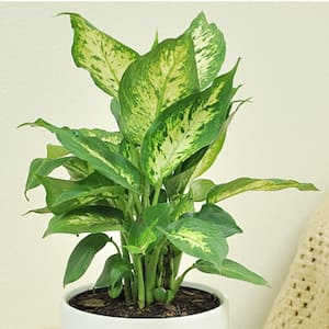 Image for Shop Low Maintenance Plants