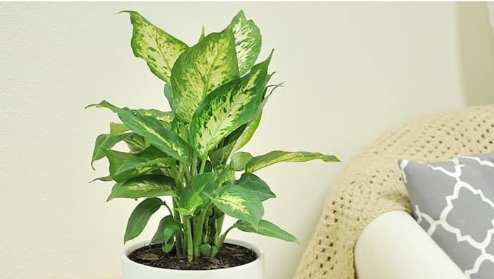 Image for Low Maintenance Indoor Plants