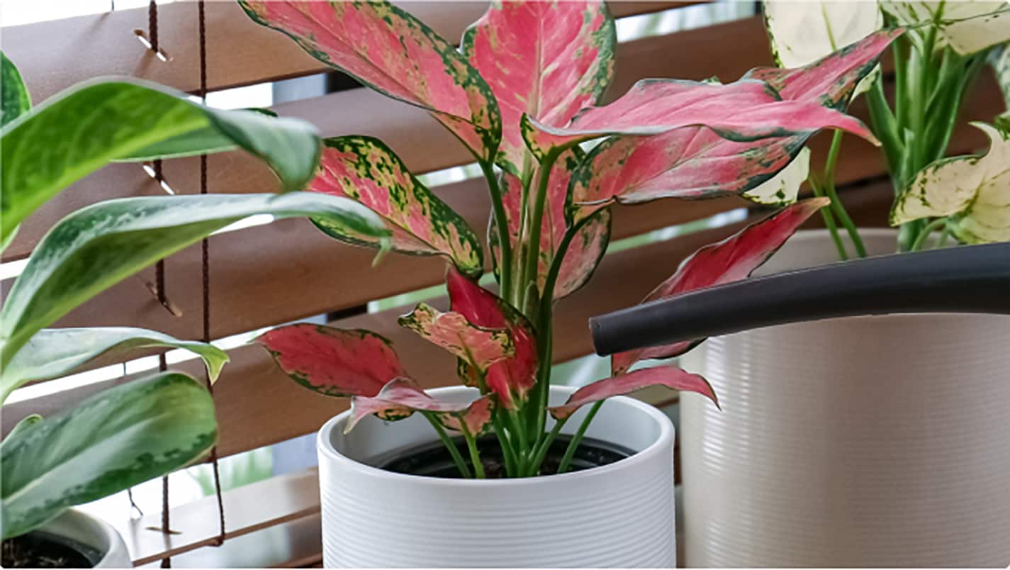 Image for Best Indoor Plants for Your Home or Office