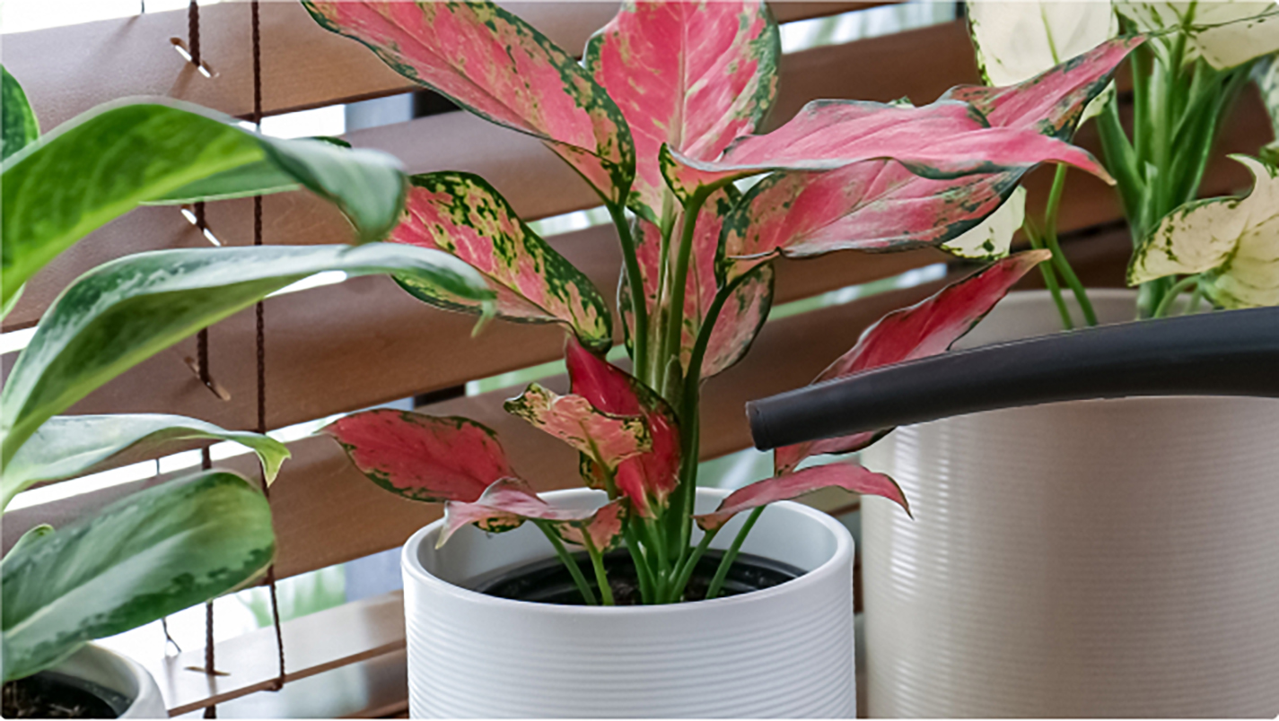 Best Indoor Plants for Your Home or Office