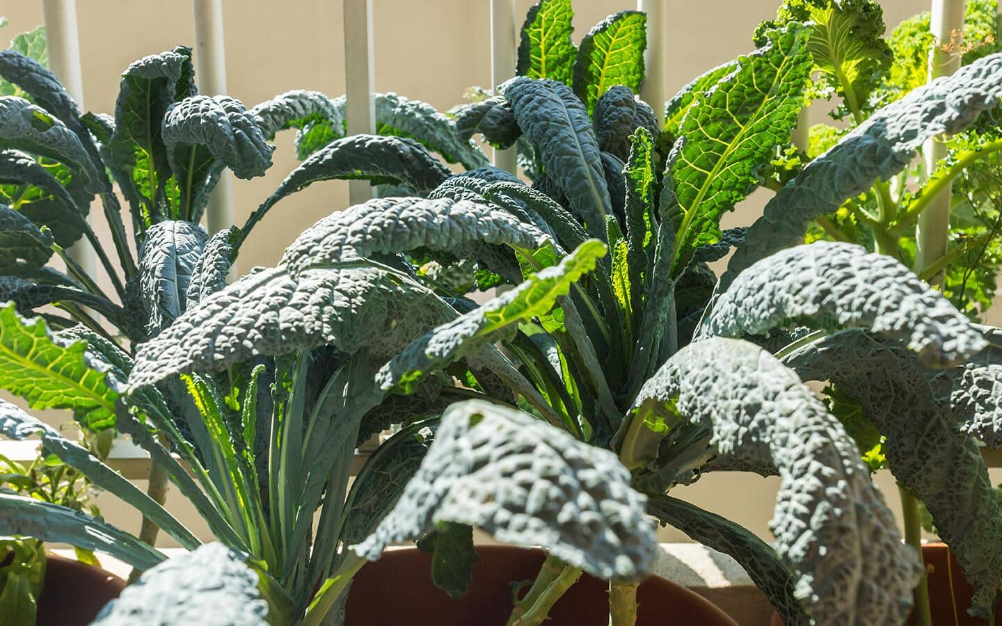 Kale leaves in a small space garden Kale leaves in a small space garden