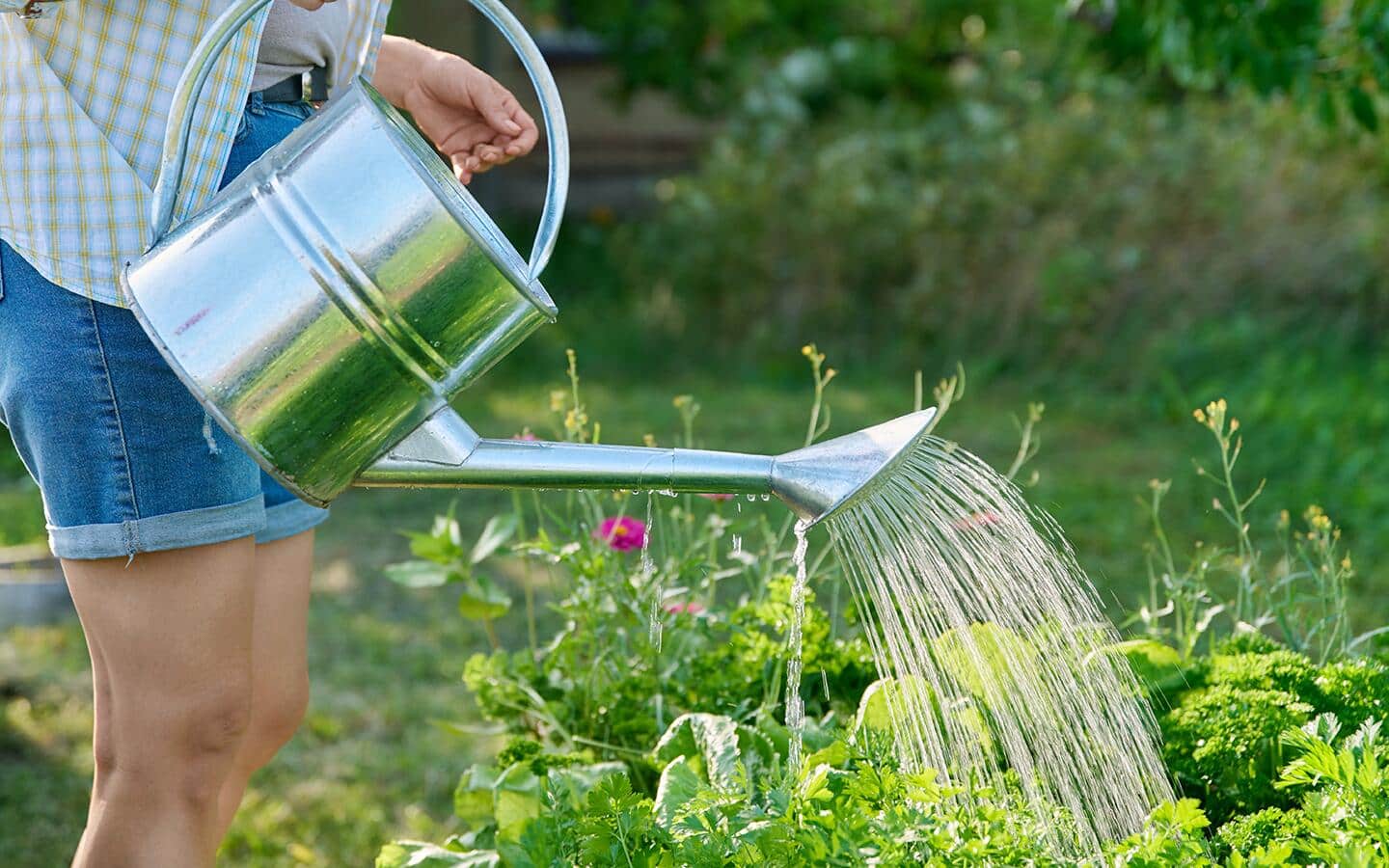 Gardener using a watering can to water vegetables in a garden Gardener using a watering can to water vegetables in a garden