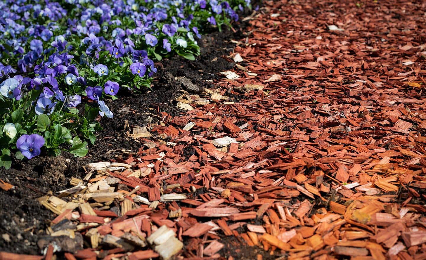 A layer of wood mulch is spread next to flowerbed. A layer of wood mulch is spread next to flowerbed.
