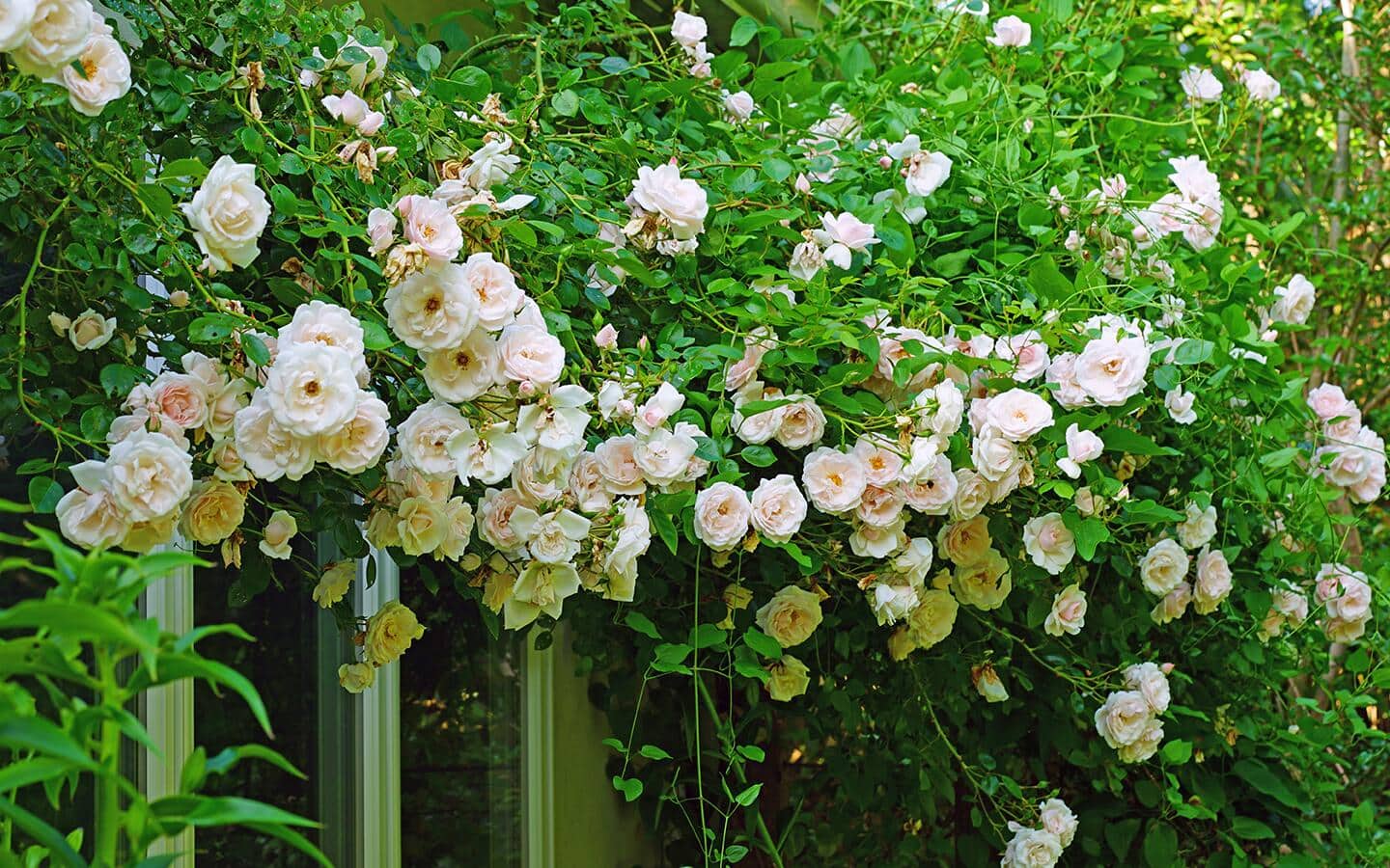 A climbing rose over a door frame in a garden