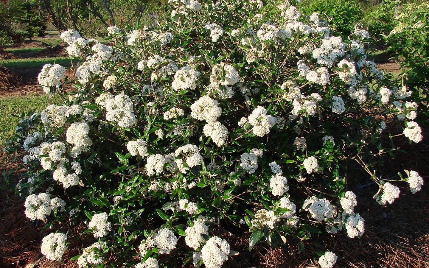 Large, snowball-like, white clusters of viburnum blooms.