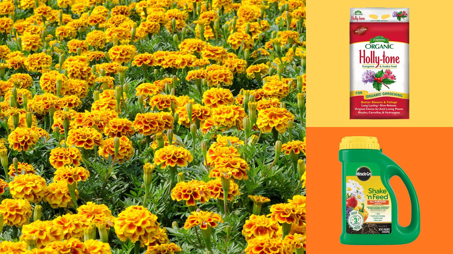 Image for POWER UP YOUR PLANTS