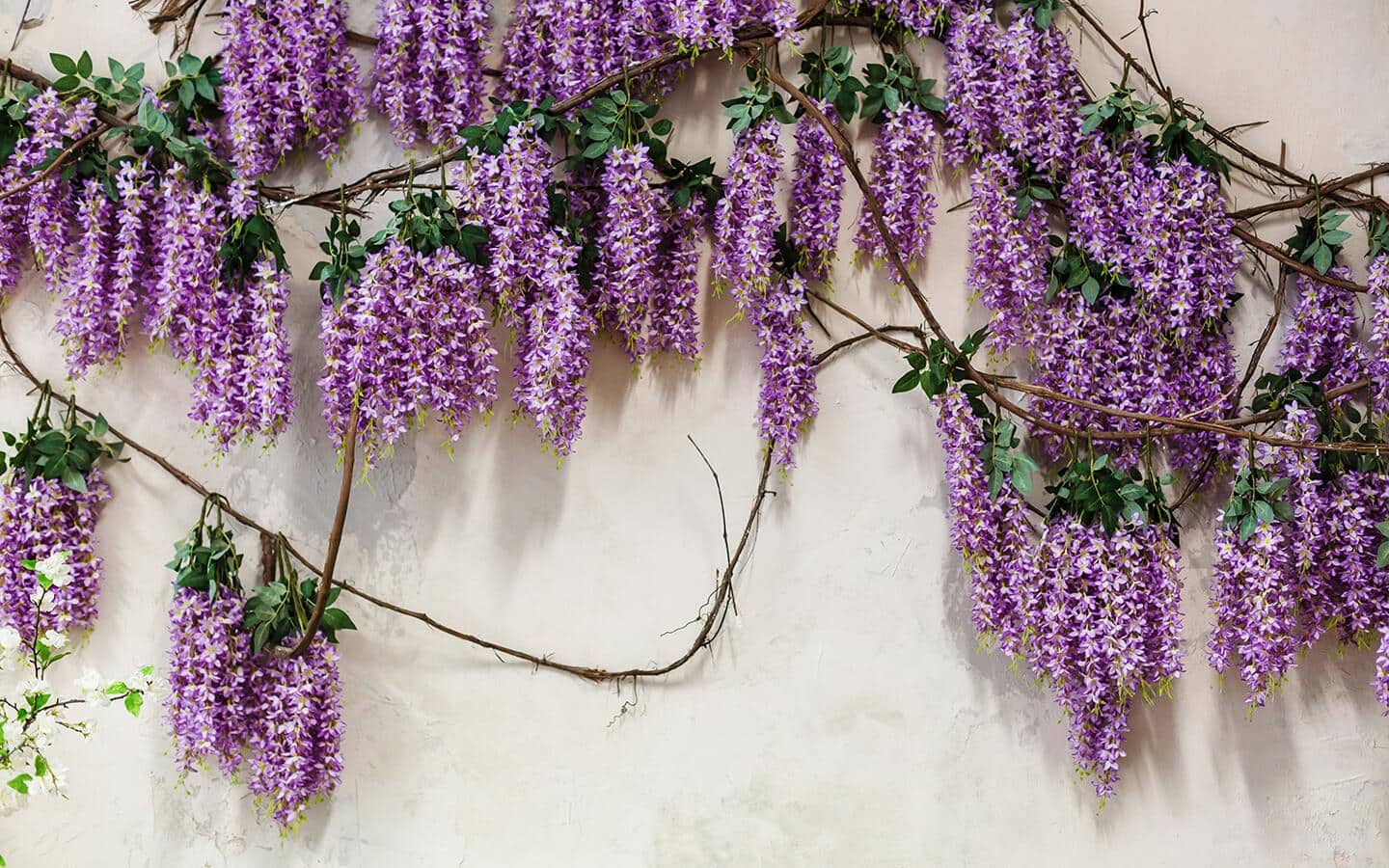 Wisteria vines bloom alongside a wall. Wisteria vines bloom alongside a wall.