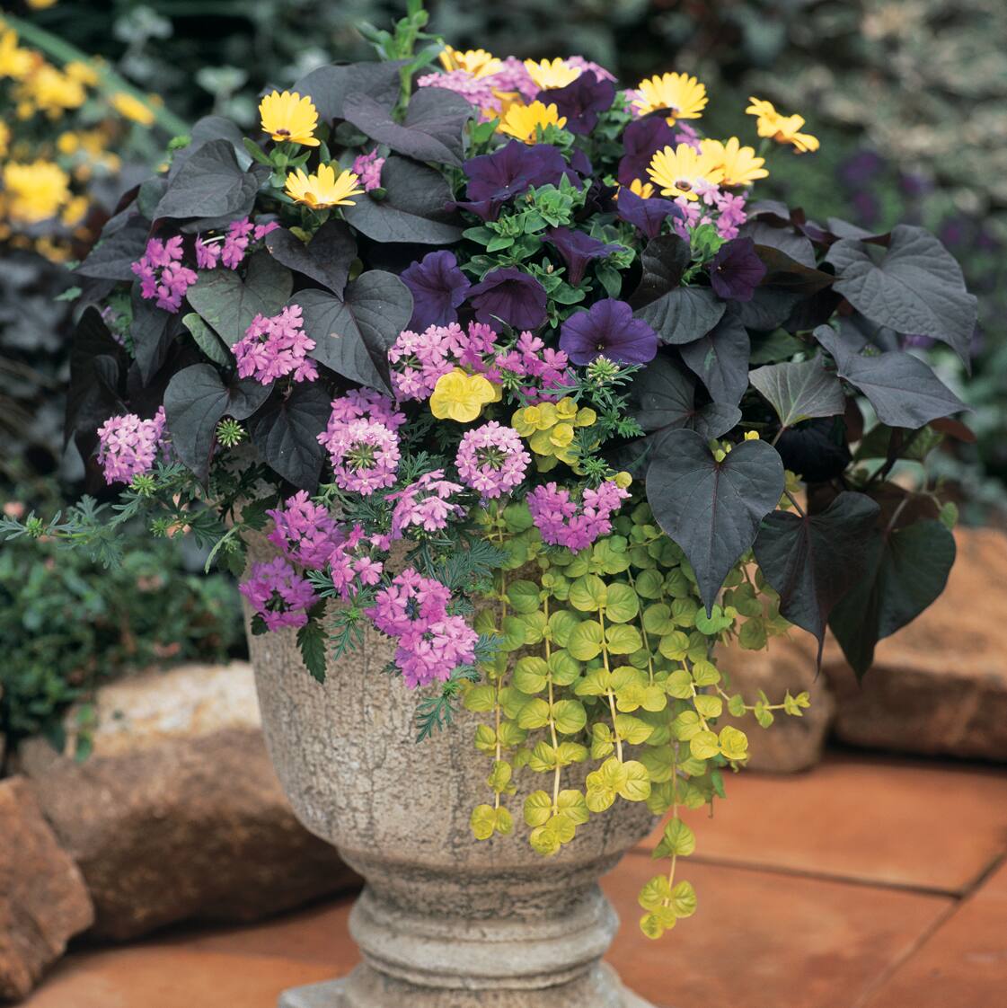 Perennials