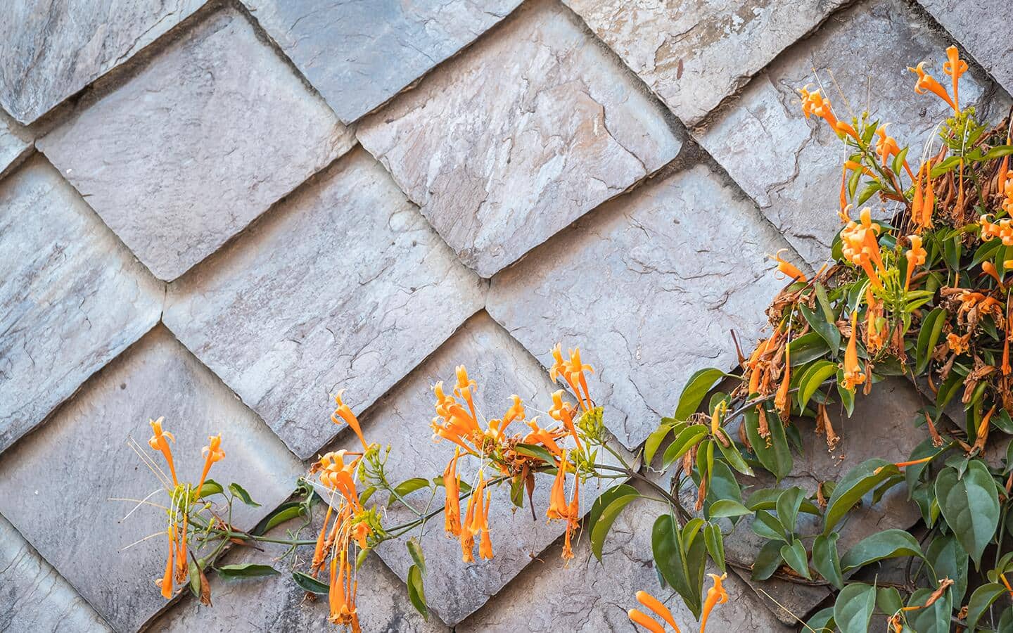 Honeysuckle grows along a wall. Honeysuckle grows along a wall.