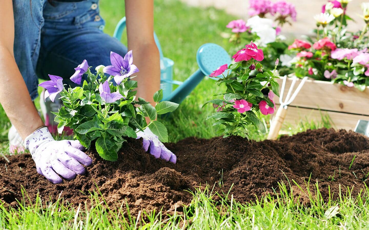 A person pull adjusting mulch around planted flowers. A person pull adjusting mulch around planted flowers.