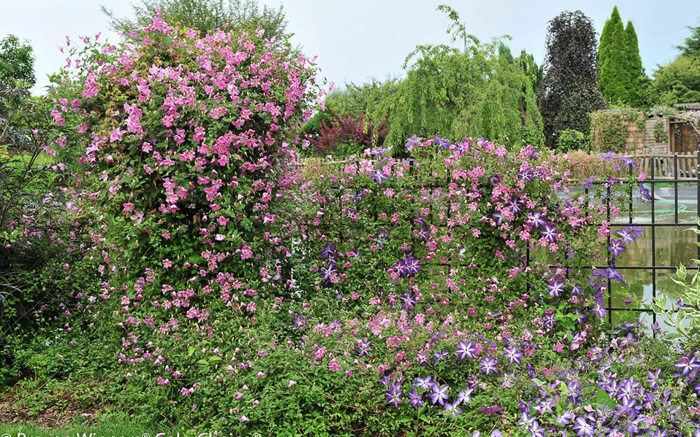 Pink blooms sprouting from clematis growing on a metal wall. Pink blooms sprouting from clematis growing on a metal wall.