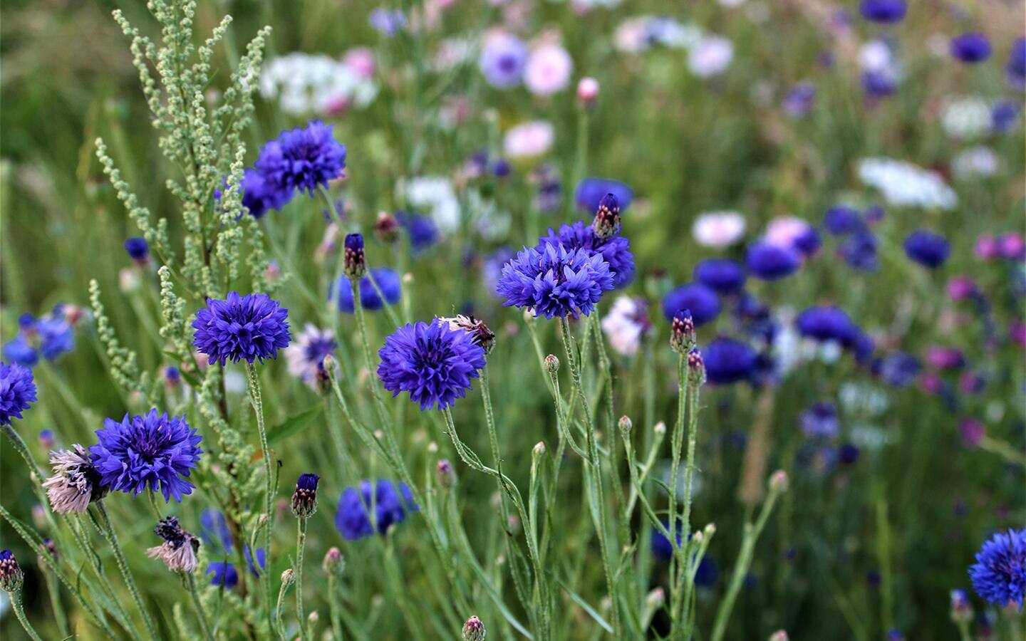 Cornflowers blooming in a field. Cornflowers blooming in a field.