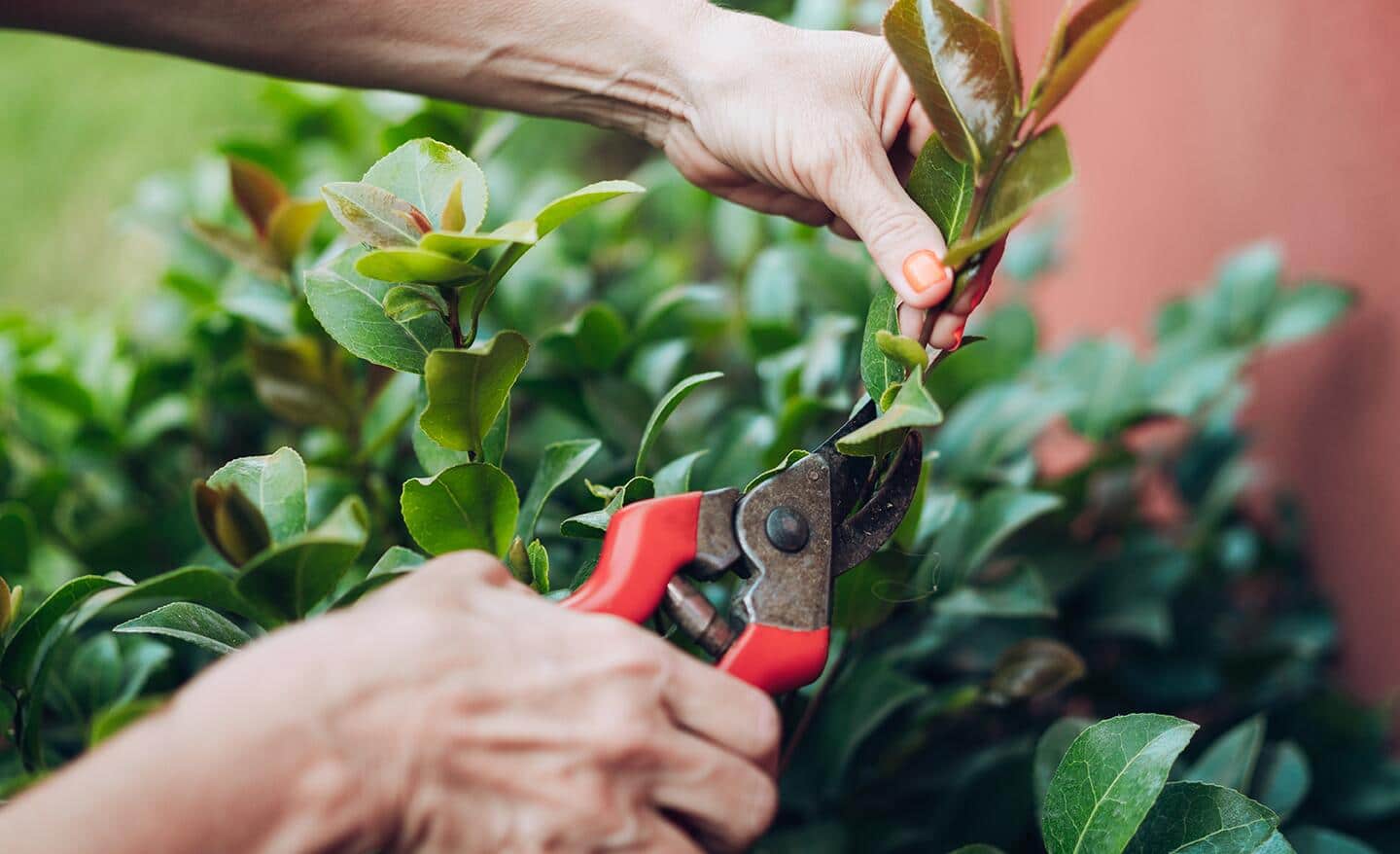 Gardener uses shears to trim camellia foliage