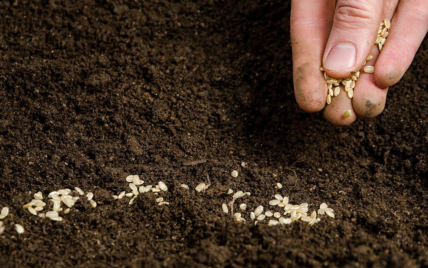 A person planting seeds in a garden bed. A person planting seeds in a garden bed.