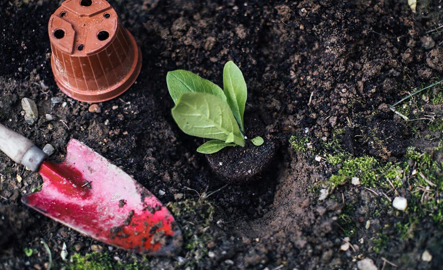 A trowel rests next to a newly planted seedling. A trowel rests next to a newly planted seedling.