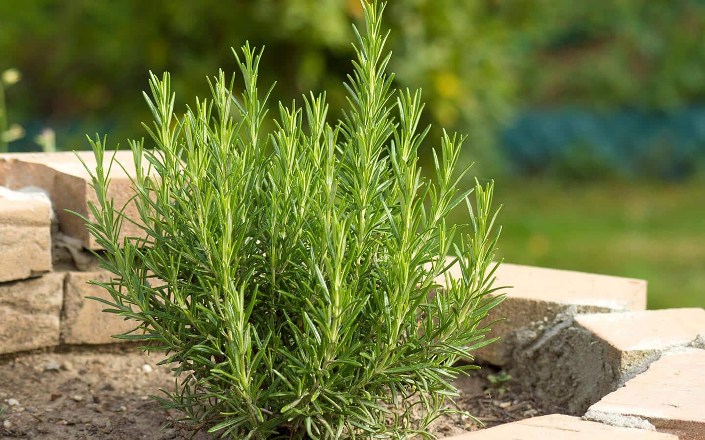 Rosemary planted in a planter in a landscape Rosemary planted in a planter in a landscape
