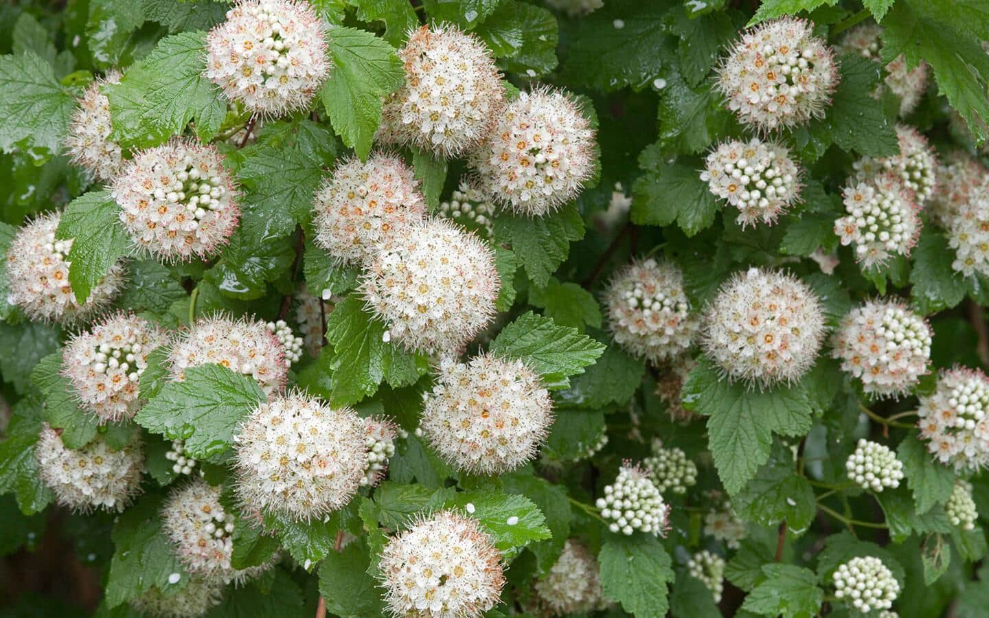 Small, puffy, white blooms on a ninebark shrub.
