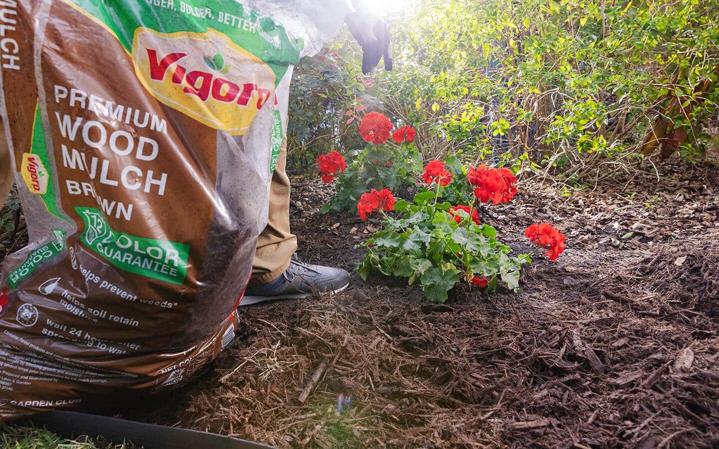 Gardener adds mulch to a flower bed from a bag of wood mulch Gardener adds mulch to a flower bed from a bag of wood mulch