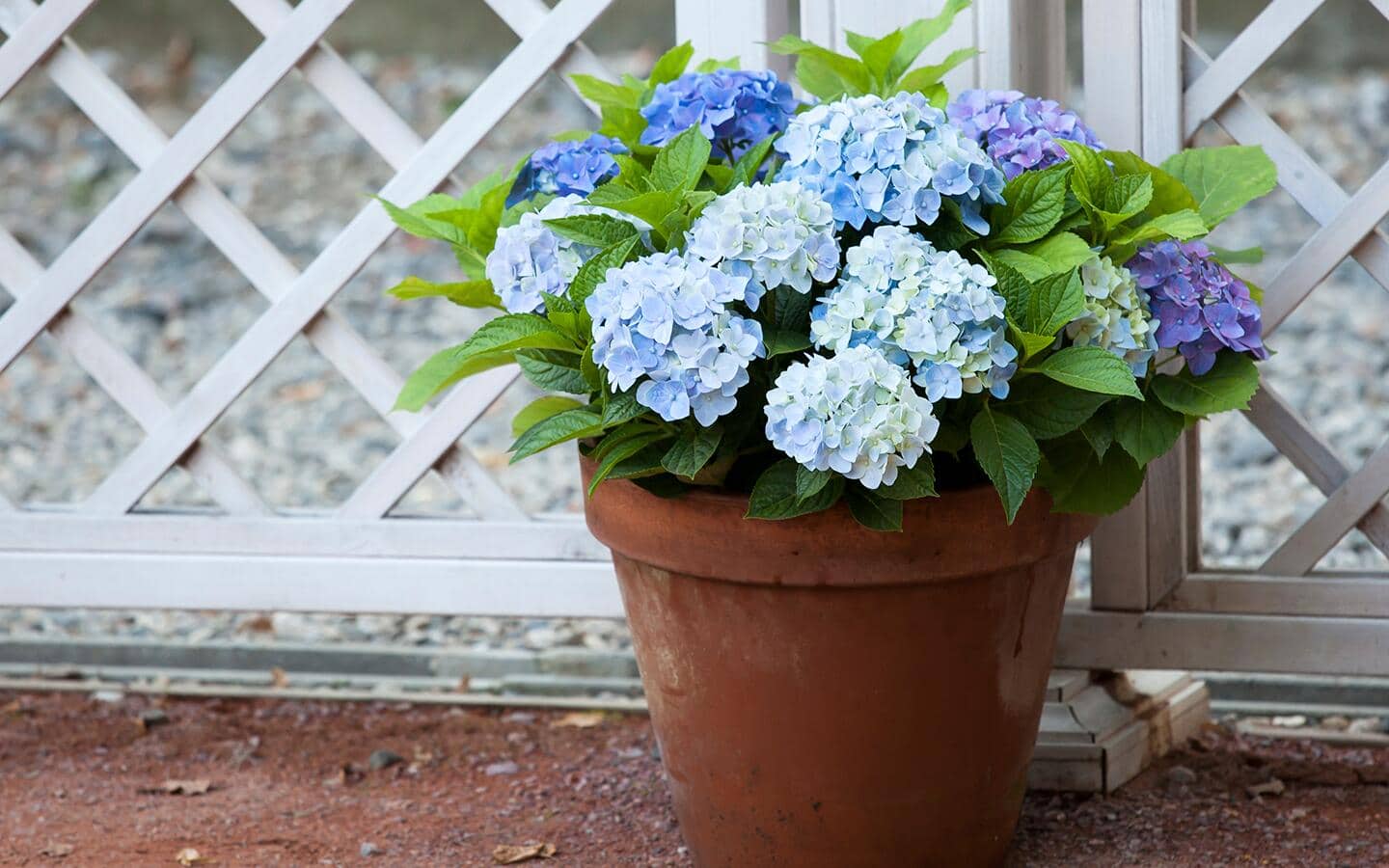 Blue hydrangeas in a terra cotta pot on a patio