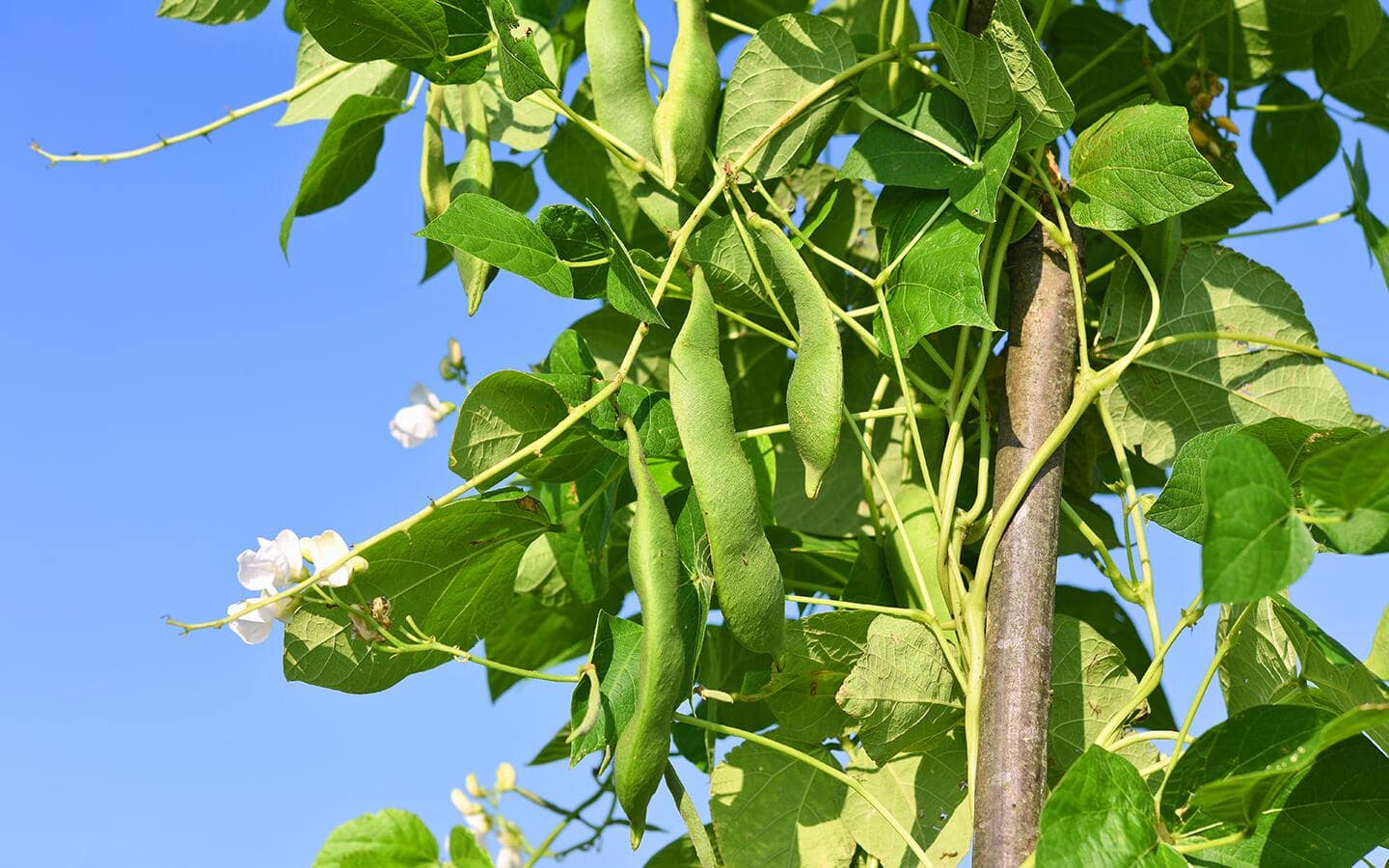 Bean pods hang from a vine sprouting up a stake. Bean pods hang from a vine sprouting up a stake.