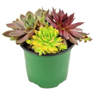 Image for Shop All Succulents