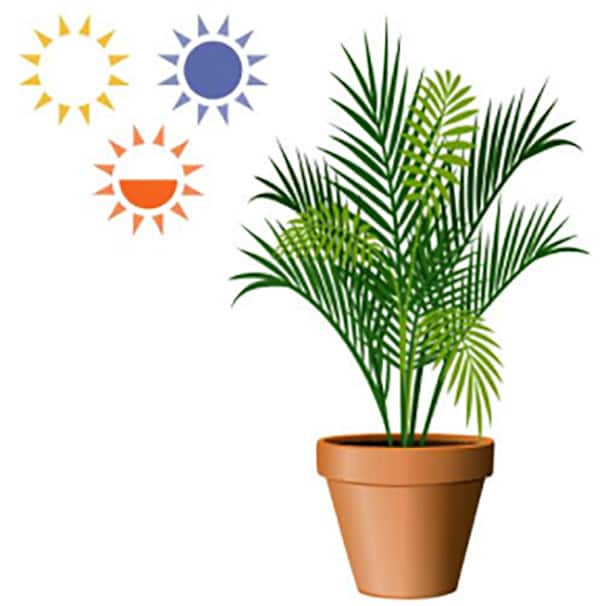 Image for Any Light Plants