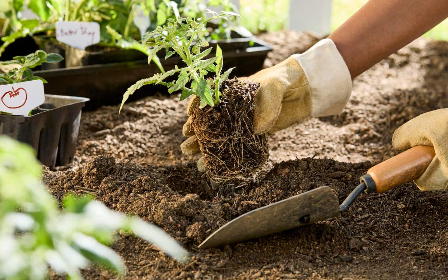 Gardener holds a seedling in one hand and a trowel in the other hand while planting in a vegetable garden bed
