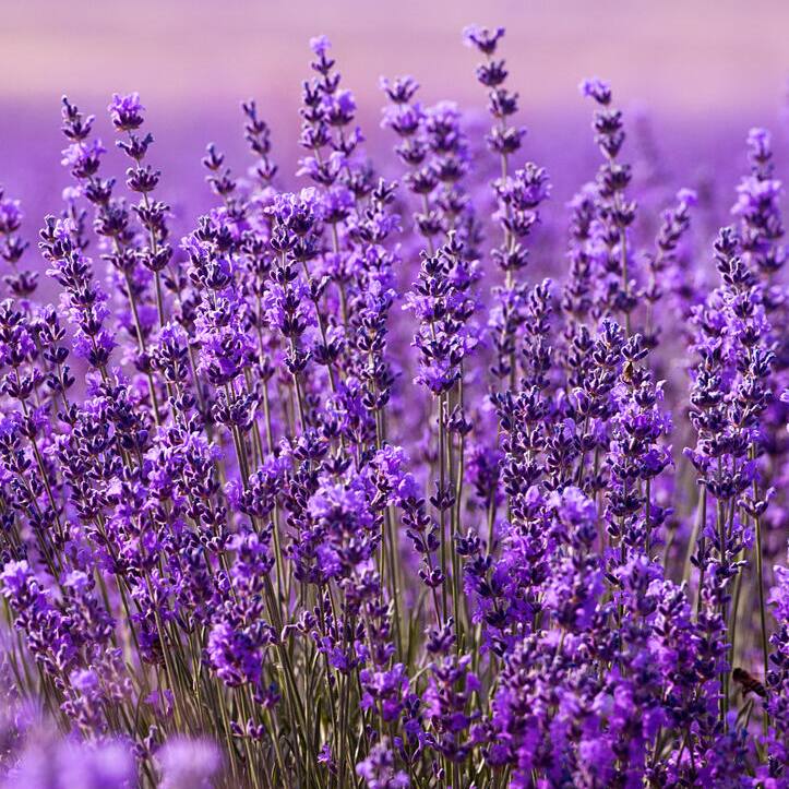 Perennials