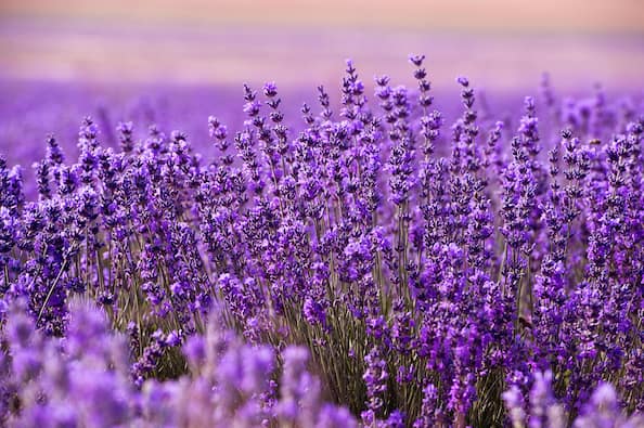 .com: New Summer Colorful Garden Wild Flower Garland Purple