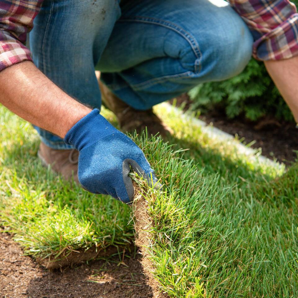 Types of Sod