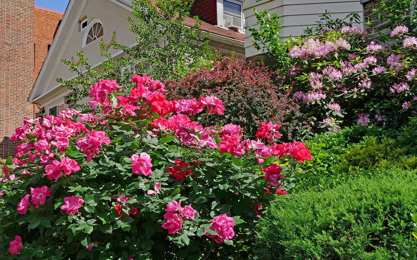 Pink roses in a garden bed in front of a house