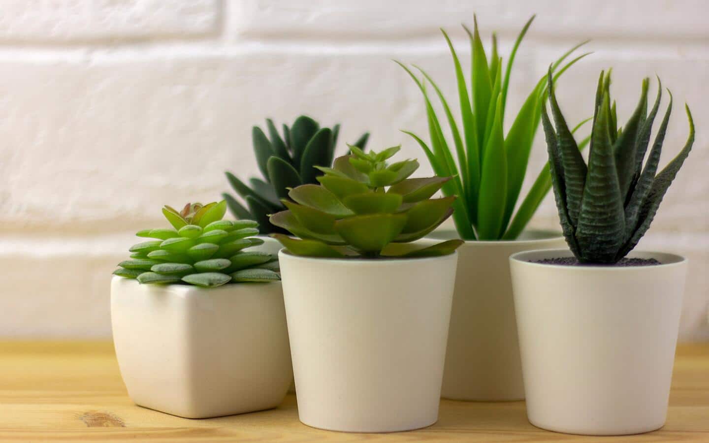 Five plants in white pots sit on a counter Five plants in white pots sit on a counter