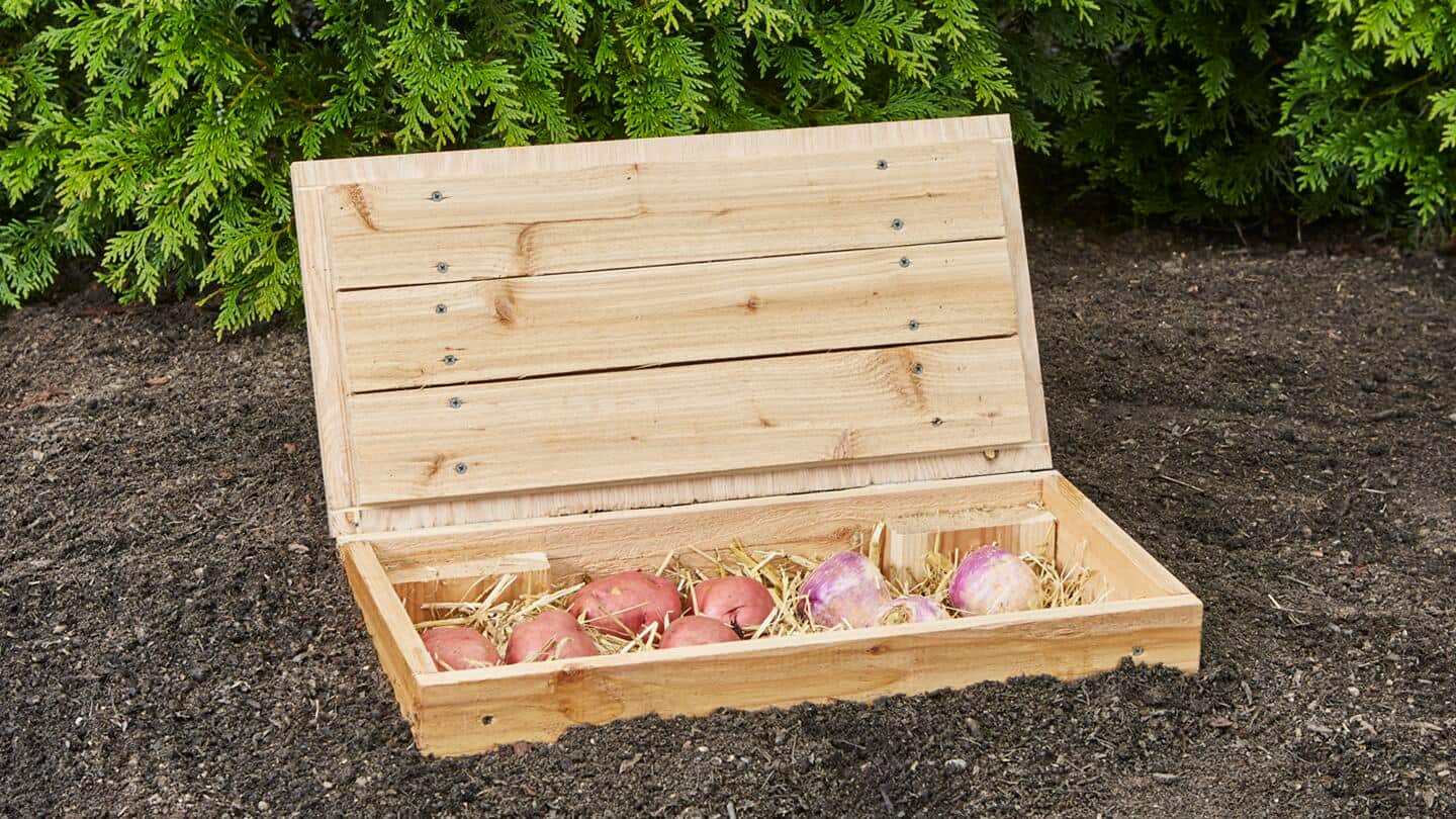 A wooden root cellar box with potatoes and wheat straw. A wooden root cellar box with potatoes and wheat straw.