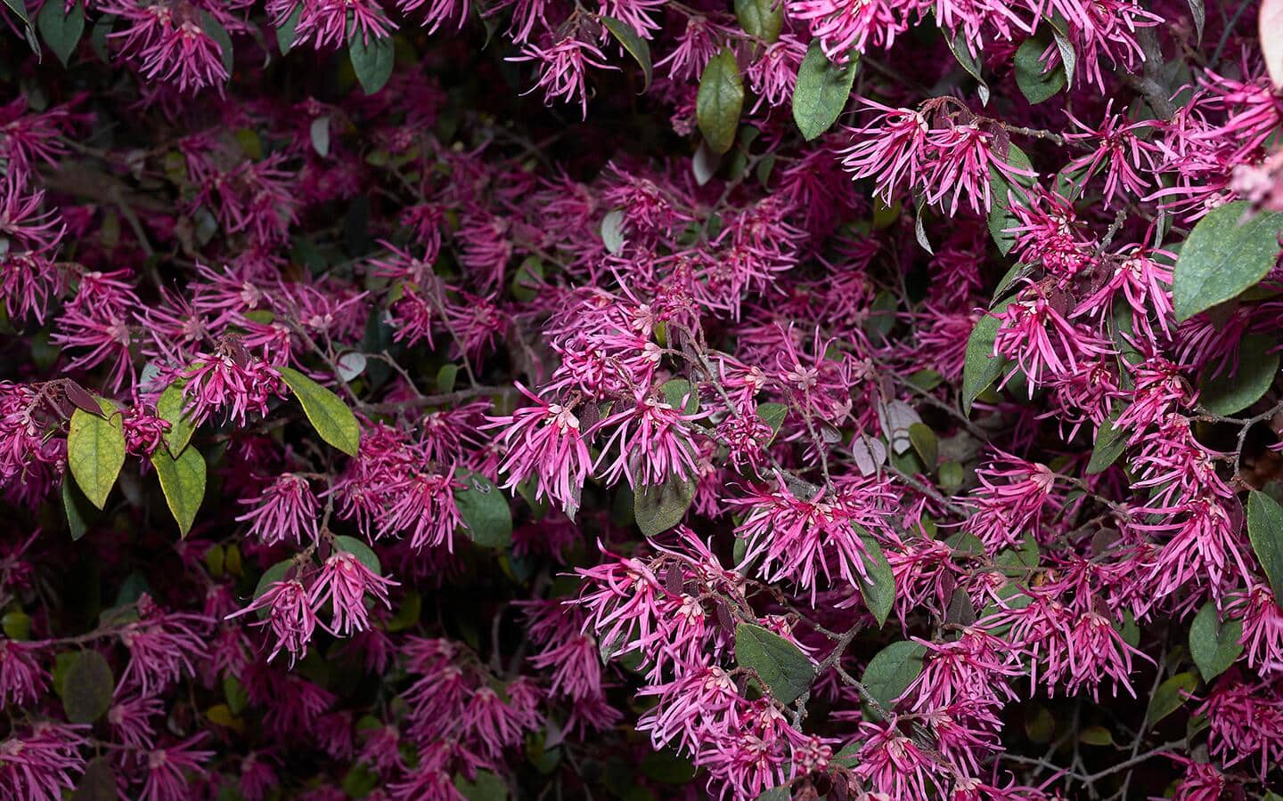 Fringy, bright pink loropetalum blooms on a shrub.