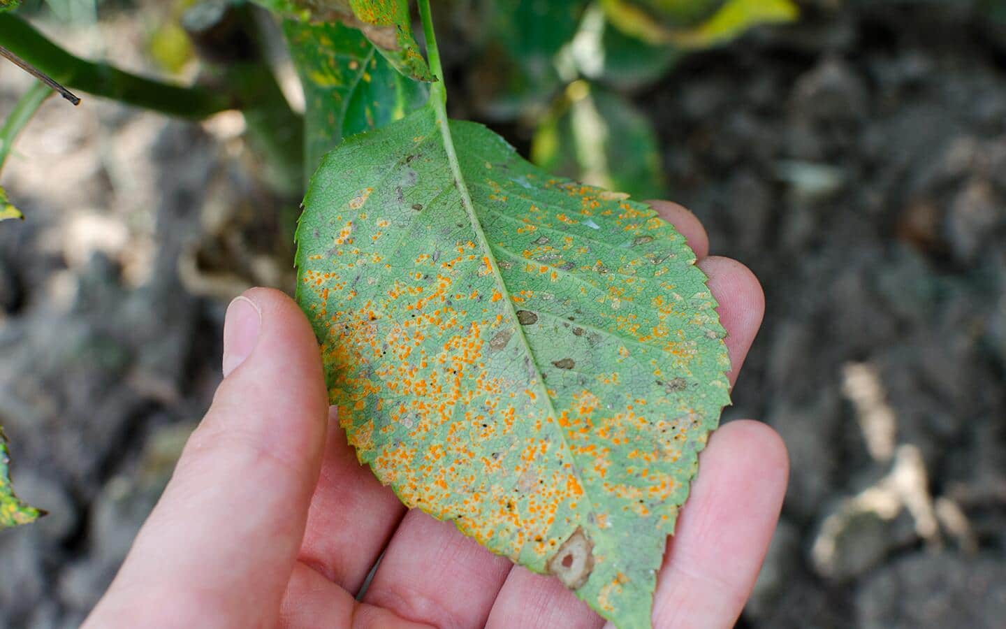 A person holds a diseased leaf of a rose bush.
