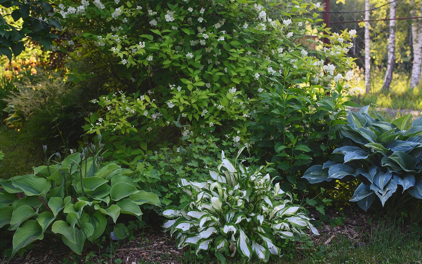 A shade garden featuring leafy green perennials of different types and sizes.