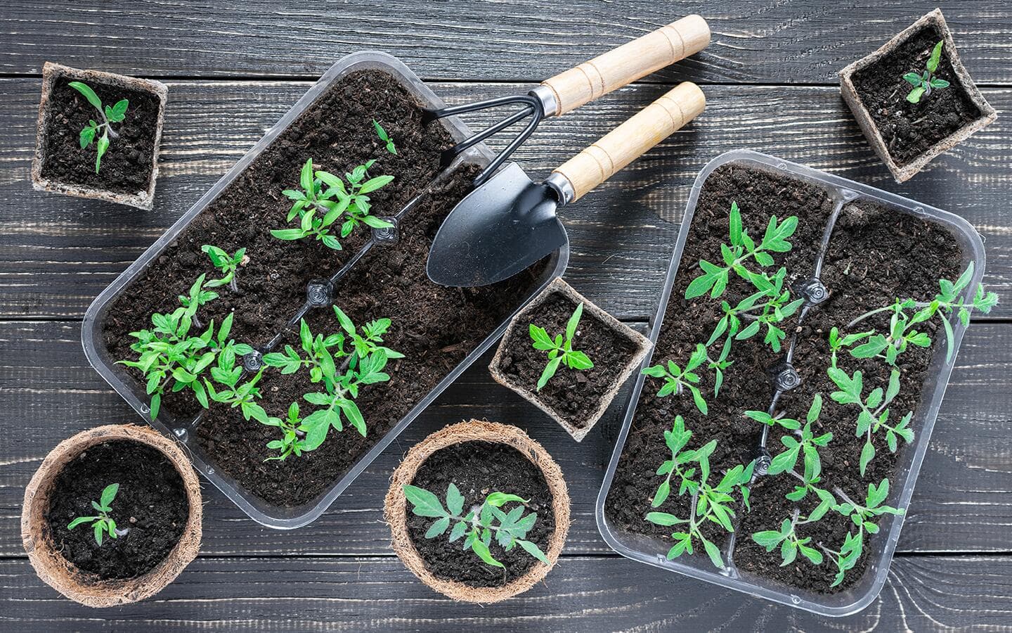 Peat pots and seed trays containing seedlings, along with assorted gardening tools. Peat pots and seed trays containing seedlings, along with assorted gardening tools.