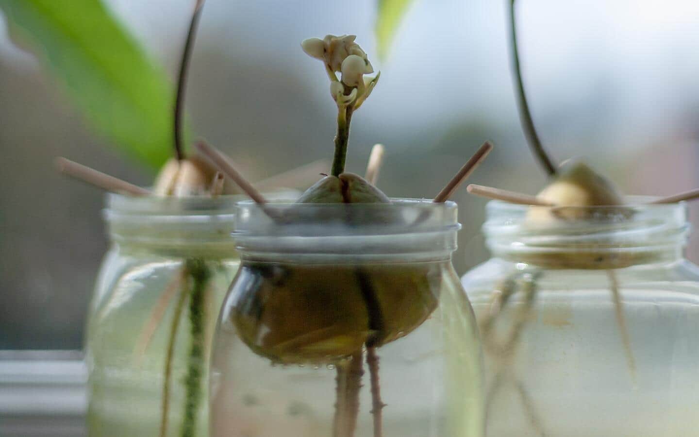 An avocado pit sprouts from over a jar filled with water An avocado pit sprouts from over a jar filled with water
