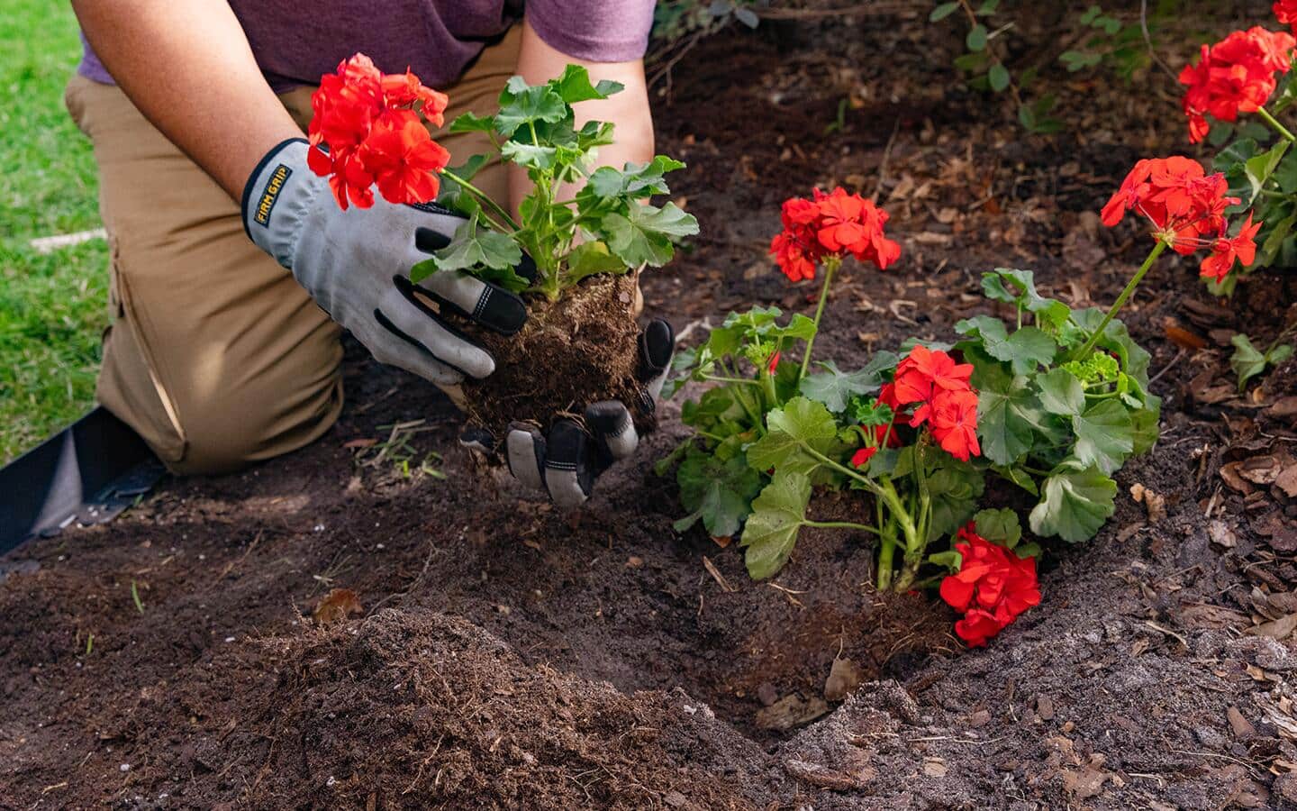 Gardener plants geranium flowers in a garden bed