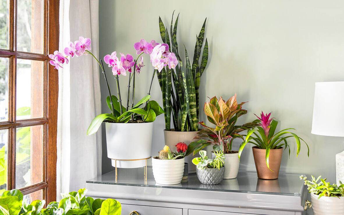 Indoor Plants - The Home Depot