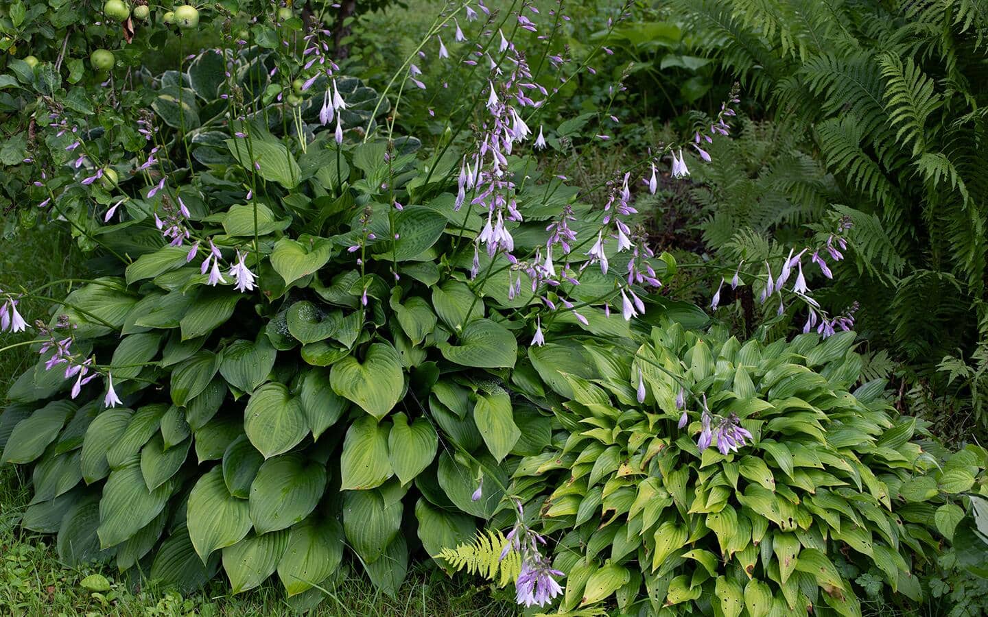 Two hosta plants with flowers in a shade garden Two hosta plants with flowers in a shade garden