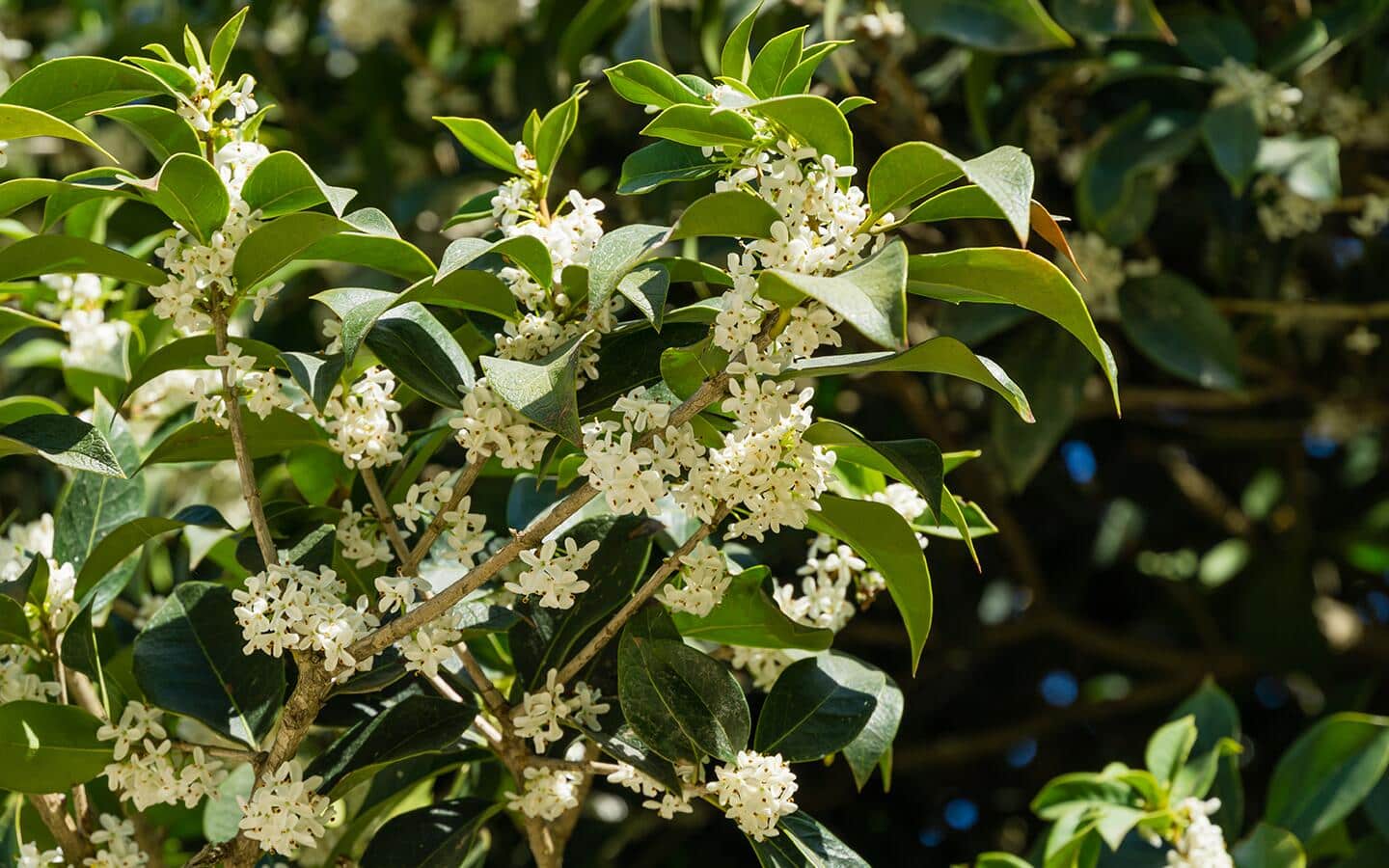Tiny, white tea olive flowers growing on a shrub.