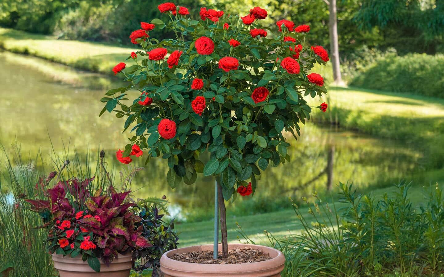 Types of Roses and Rose Care - The Home Depot