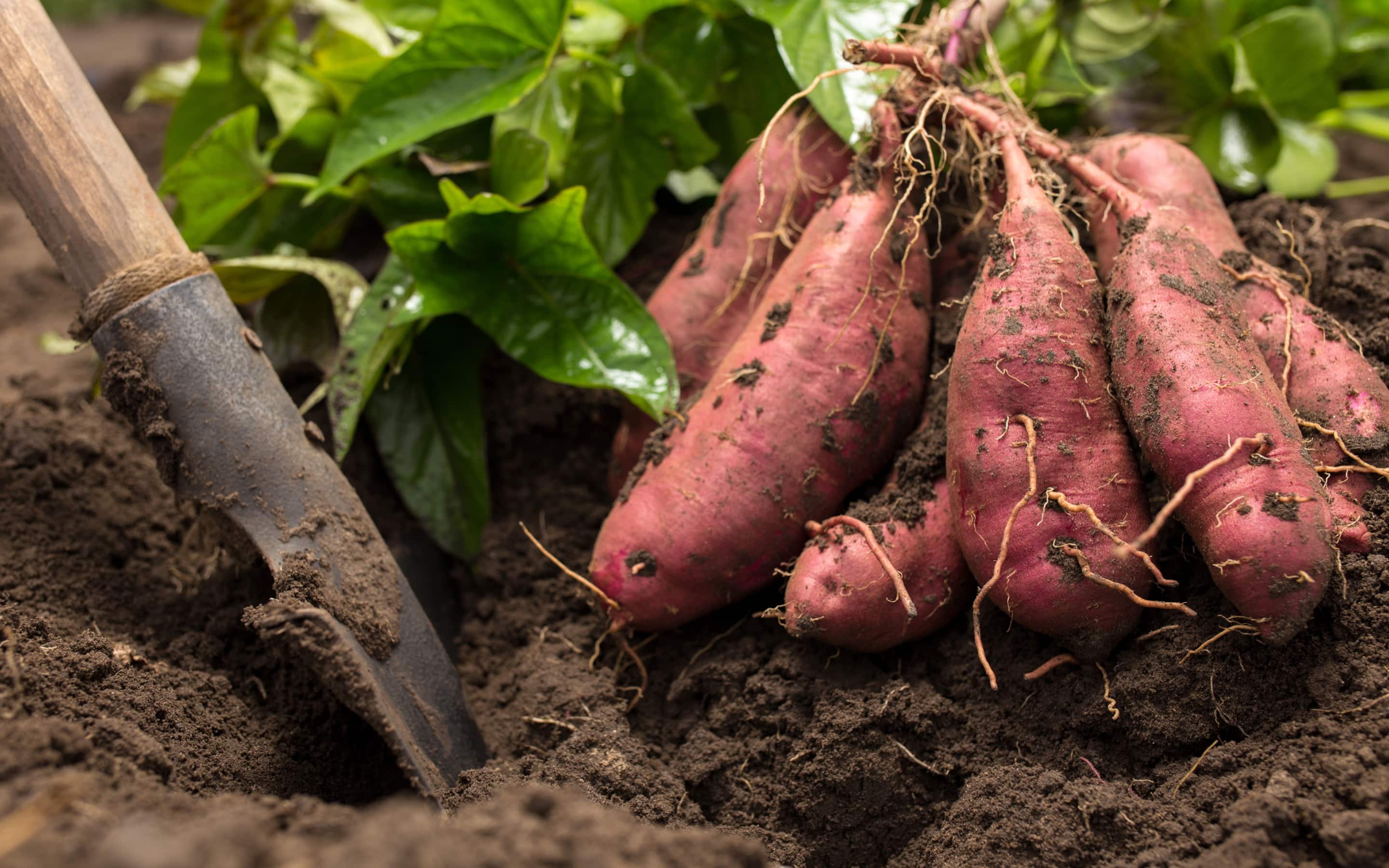 Sweet potatoes in garden soil
