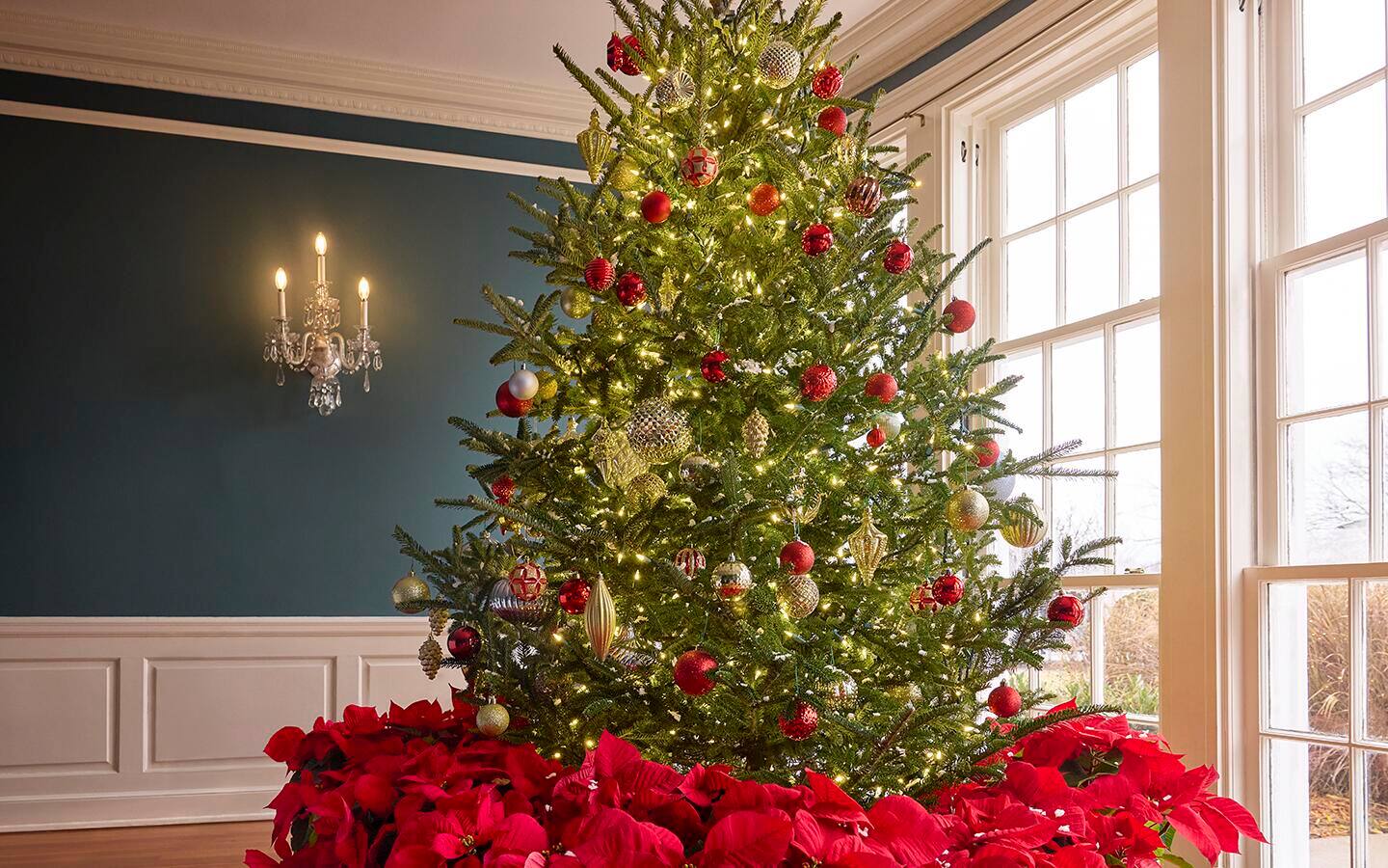 How to Water a Christmas Tree