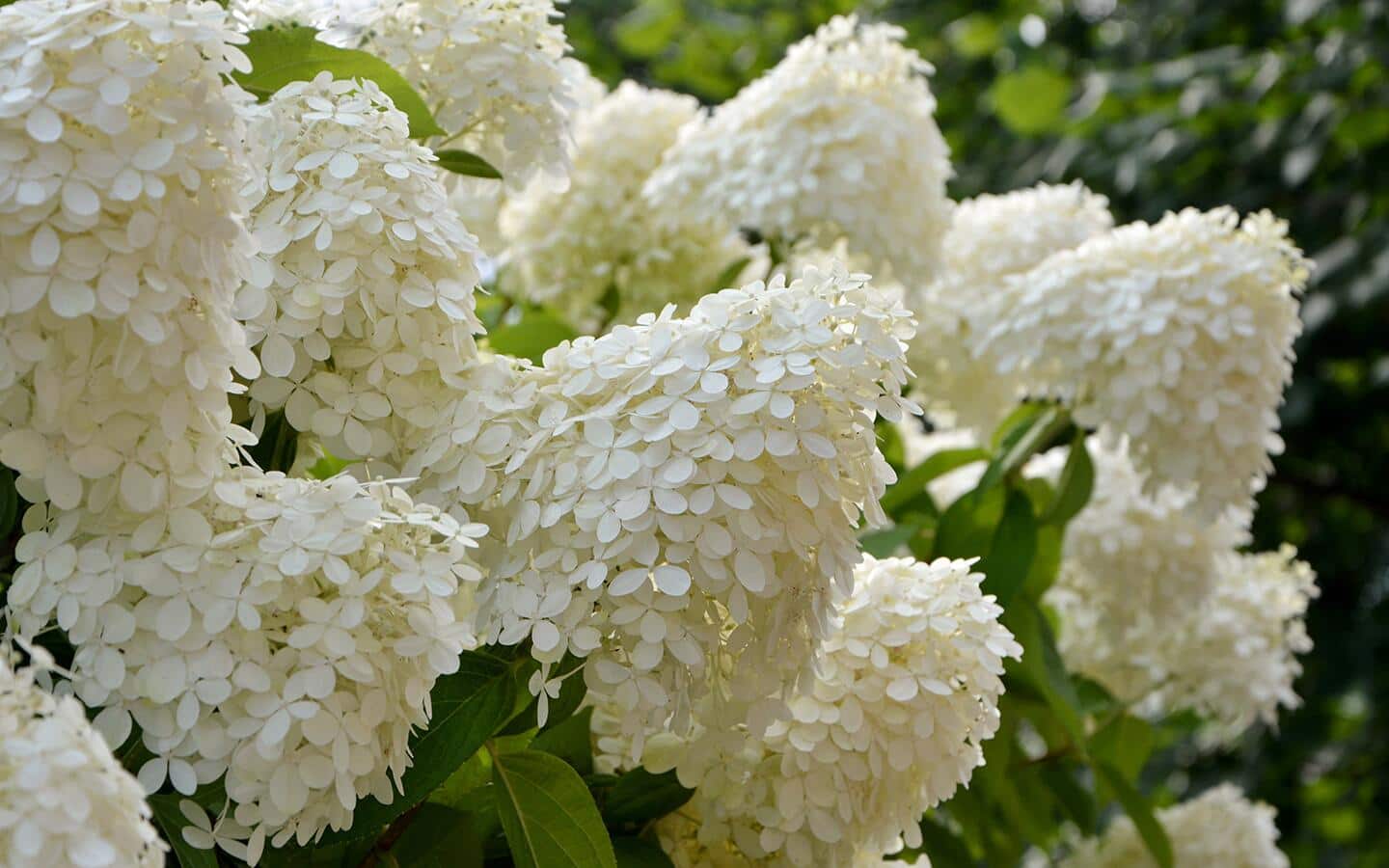 White hydrangea in the garden