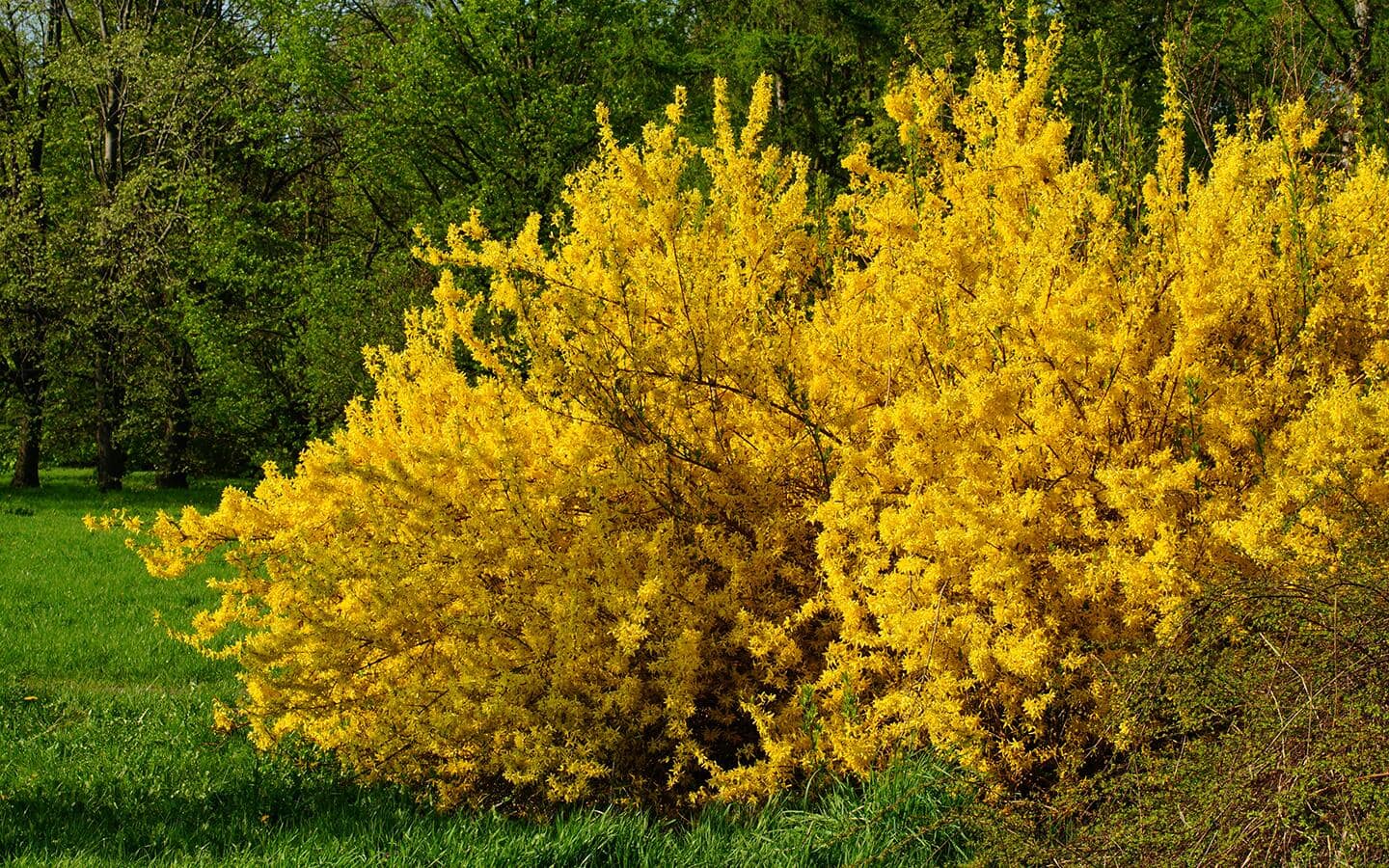 Bright yellow forsythia in a landscape.
