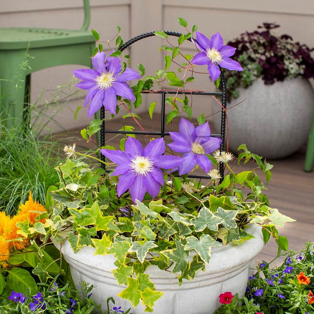 Clematis vine growing in a plant container